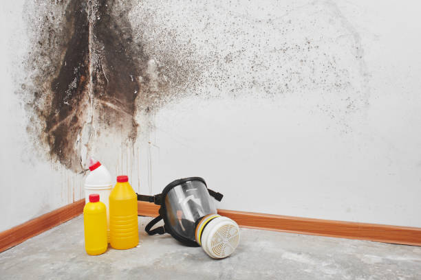 Best Mold Removal Process  in Ridgeville, SC