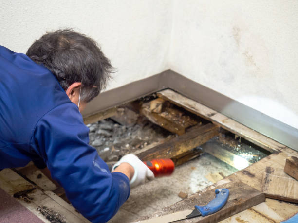 Best Professional Mold Removal  in Ridgeville, SC