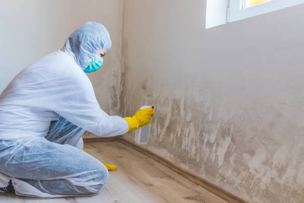 Mold Removal Process in Ridgeville, SC