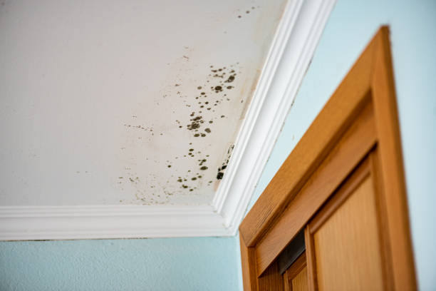 Best Same-Day Mold Removal  in Ridgeville, SC