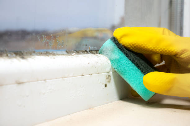 Best Certified Mold Removal  in Ridgeville, SC