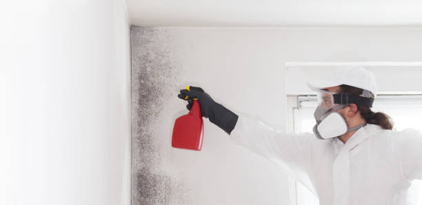 Home Mold Removal in Ridgeville, SC