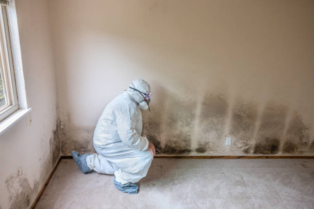 Best Attic Mold Removal  in Ridgeville, SC